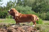 BASSET HOUND 208